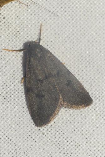 Apaidia mesogona